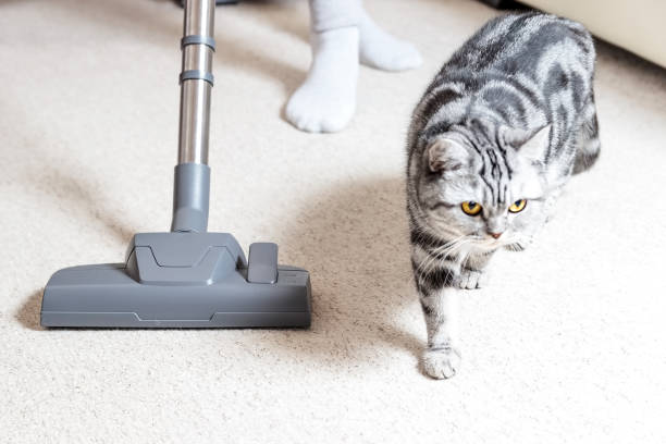 Stain Removal for Carpets