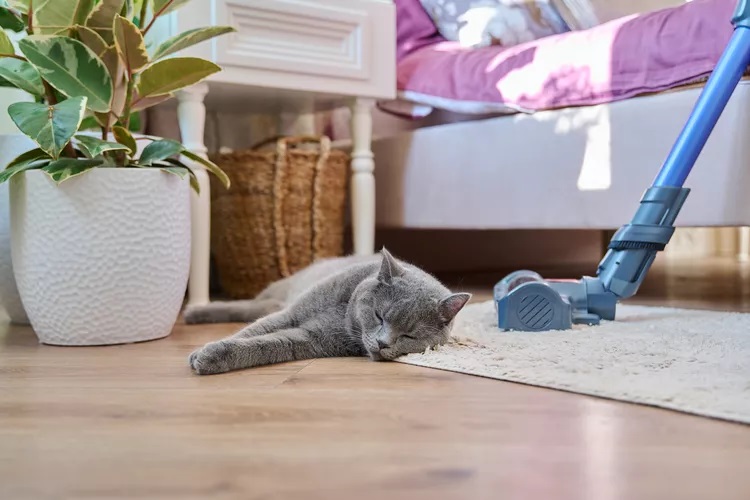 Carpets Clean